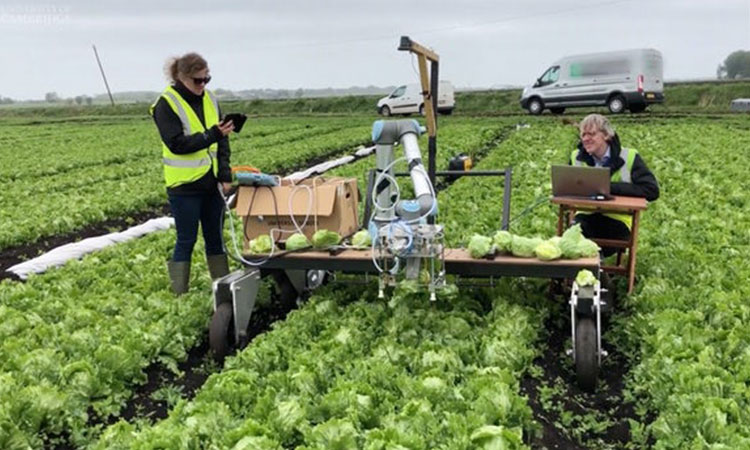 Machine learning helps robot harvest lettuce for the first time